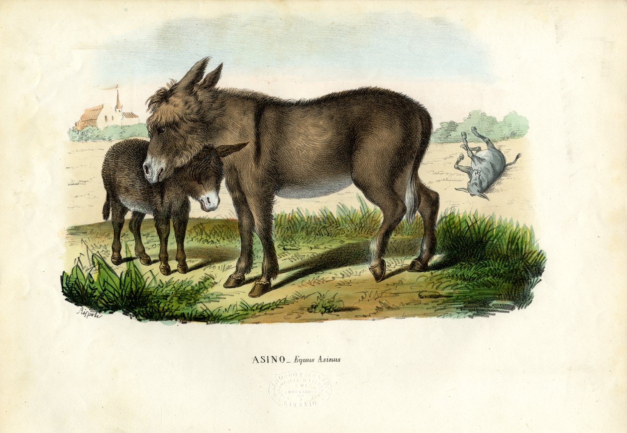 Æsel, 1863-79 af Raimundo Petraroja