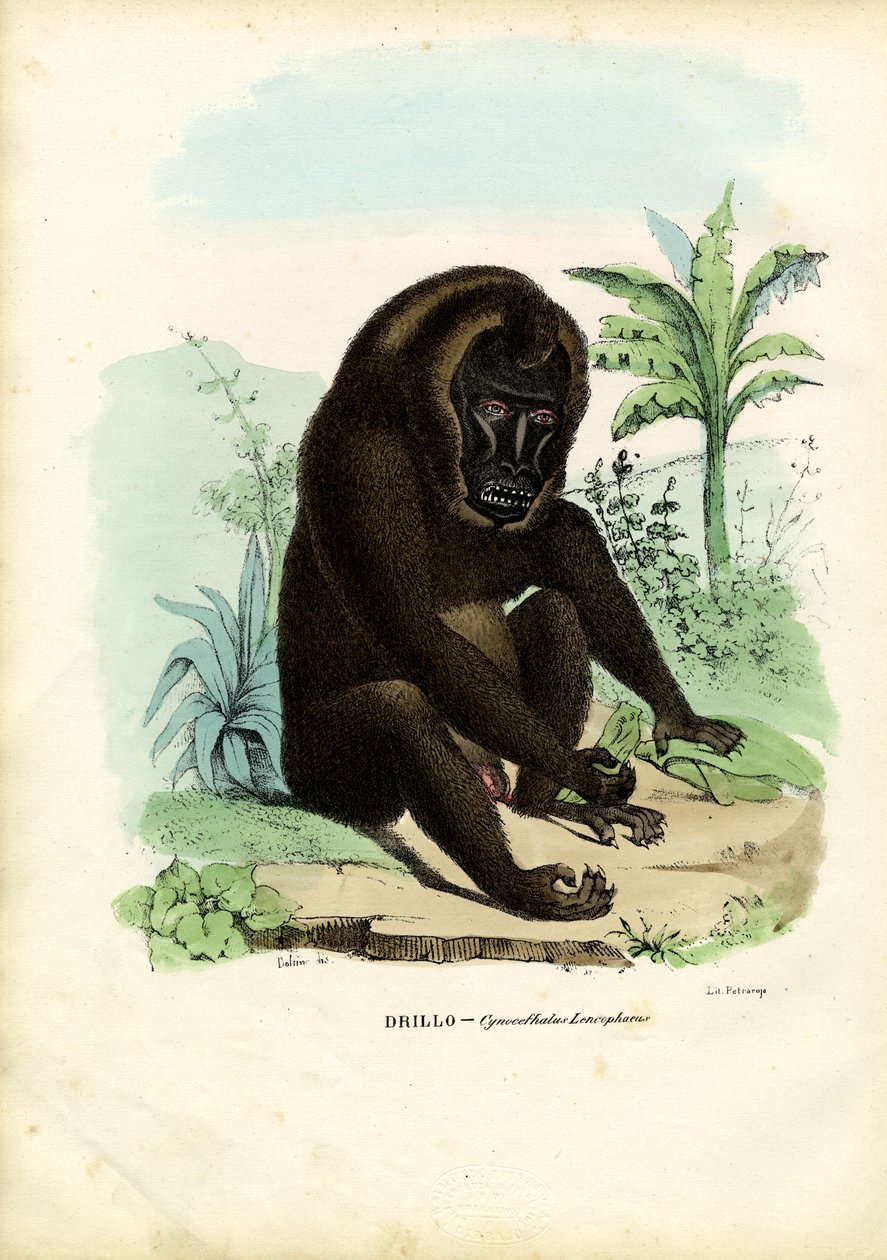 Bore, 1863-79 af Raimundo Petraroja