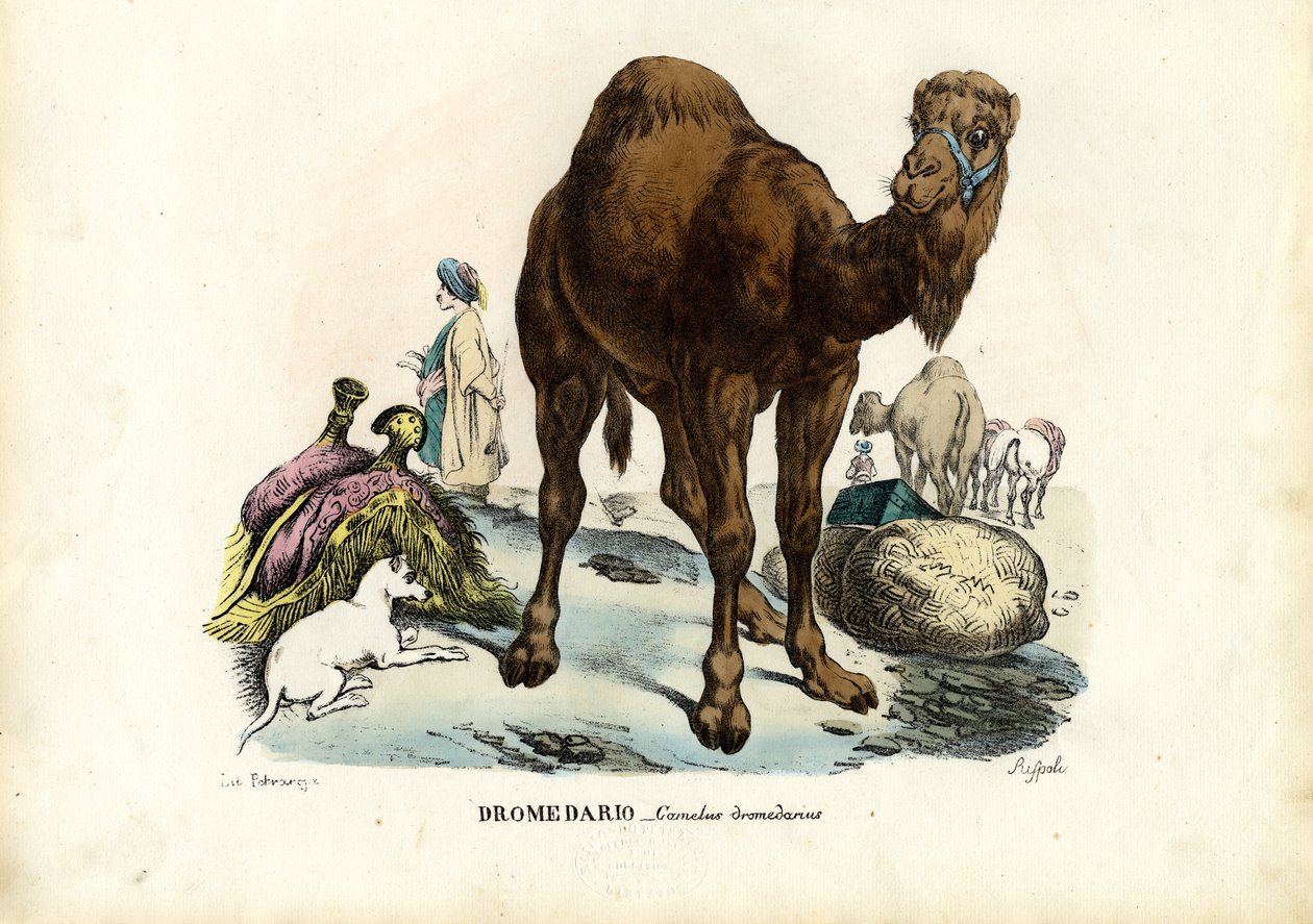Dromedar, 1863-79 af Raimundo Petraroja