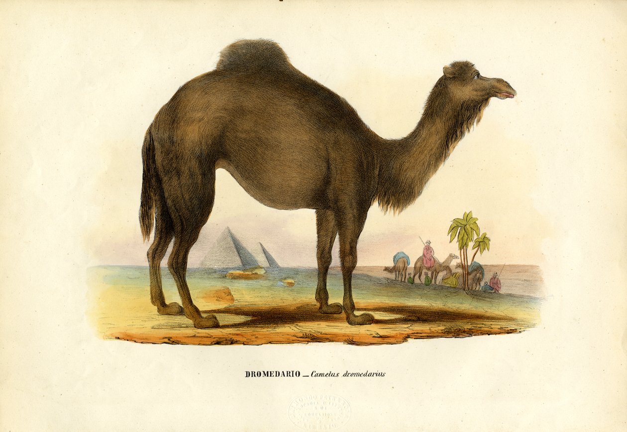 Dromedar, 1863-79 af Raimundo Petraroja