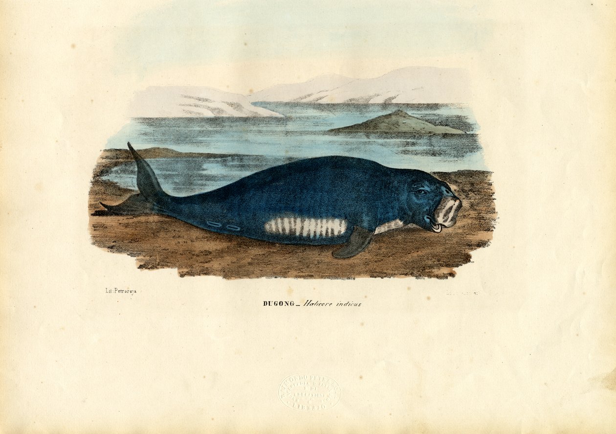 Dugong, 1863-79 af Raimundo Petraroja