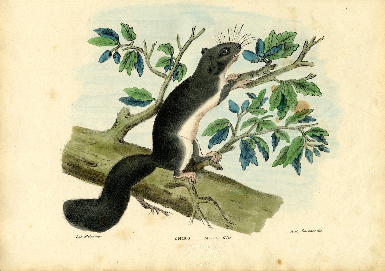 Spiselig Dormus, 1863-79 af Raimundo Petraroja