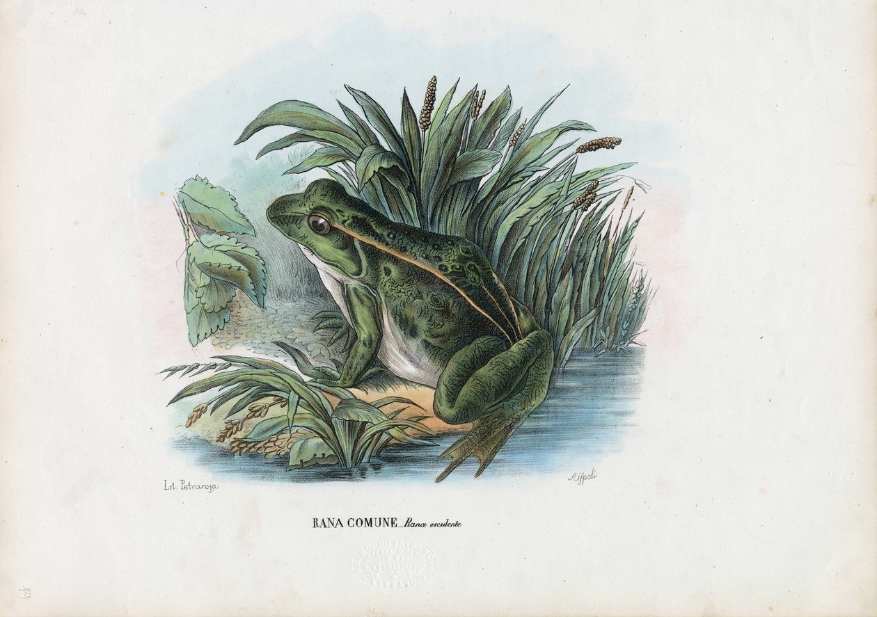 Spiselig frø, 1863-79 af Raimundo Petraroja
