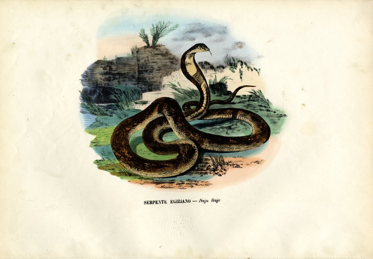 Egyptisk kobra, 1863-79 af Raimundo Petraroja
