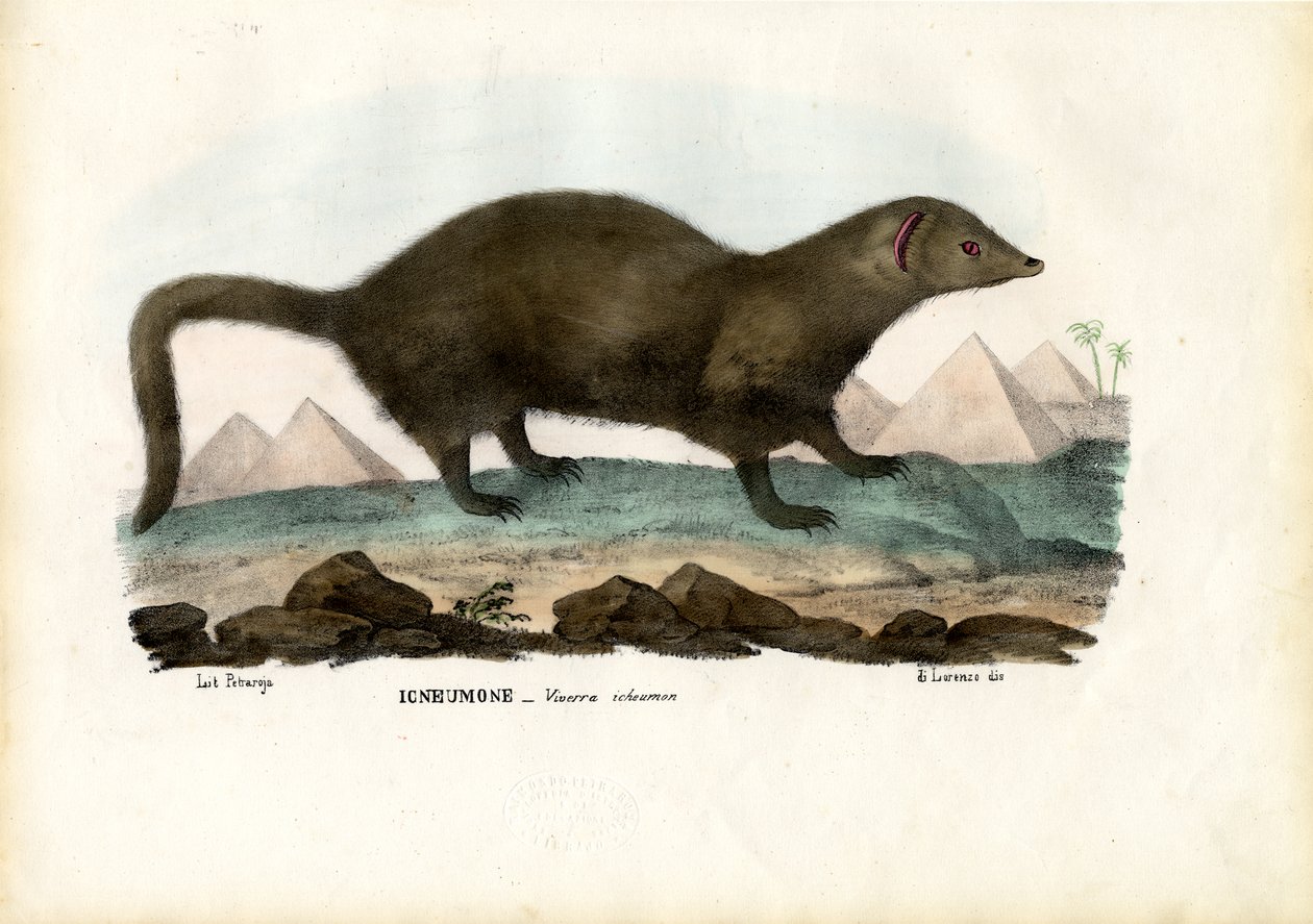 Egyptisk mangust, 1863-79 af Raimundo Petraroja
