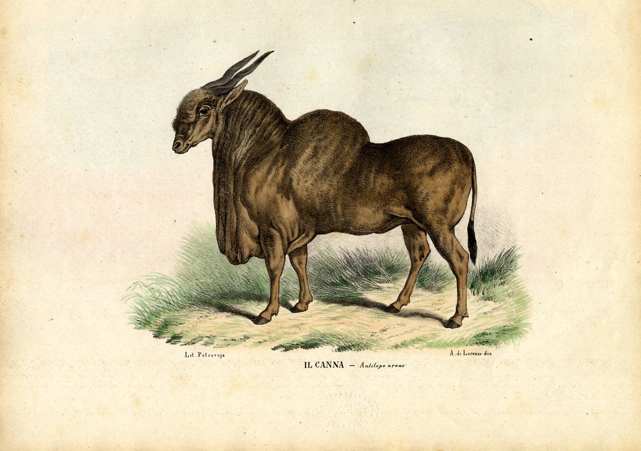Eland, 1863-79 af Raimundo Petraroja