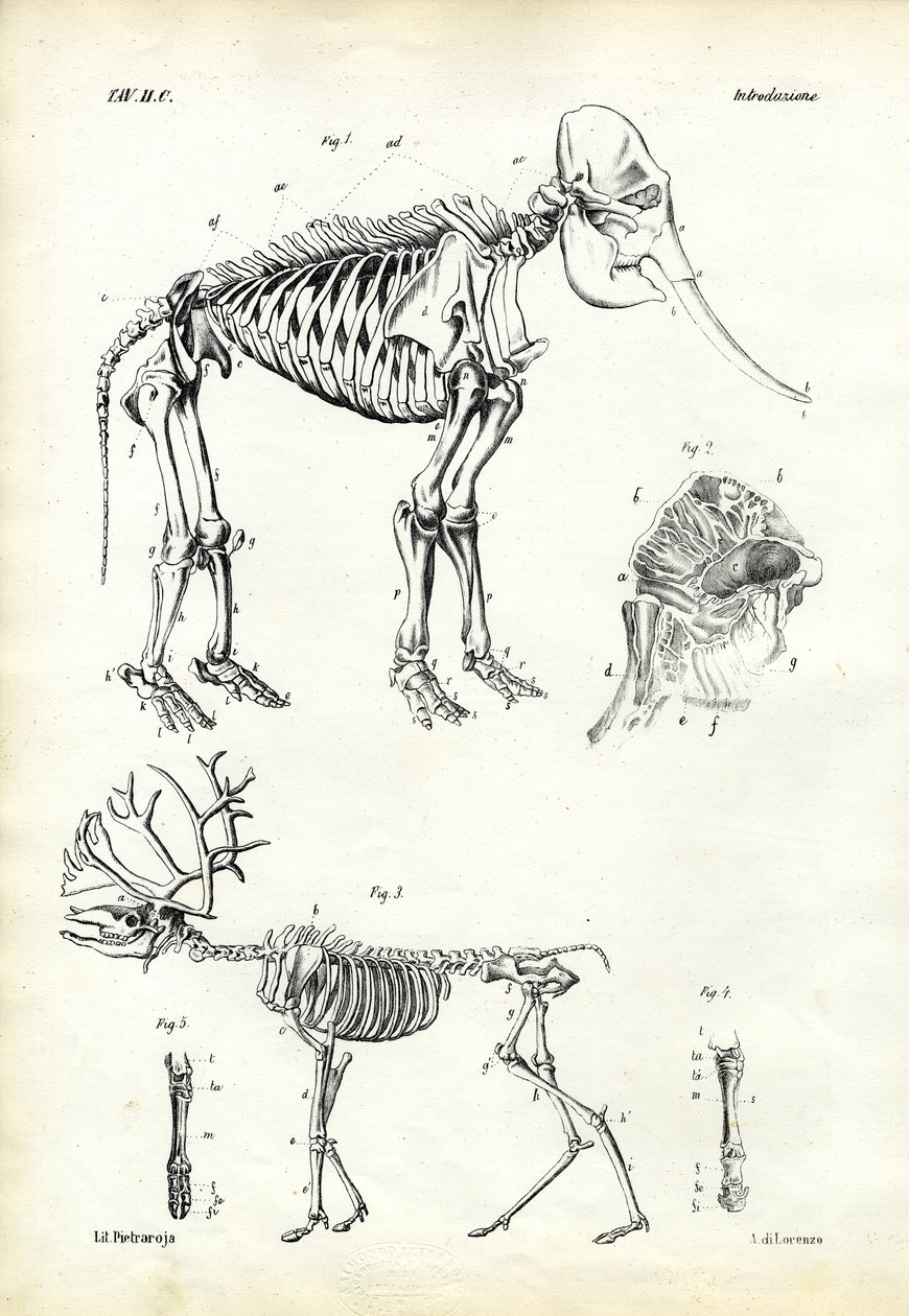 Elefant, 1863-79 af Raimundo Petraroja