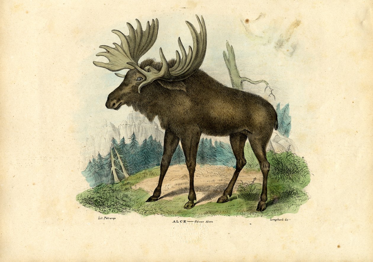 Elk, 1863-79 af Raimundo Petraroja