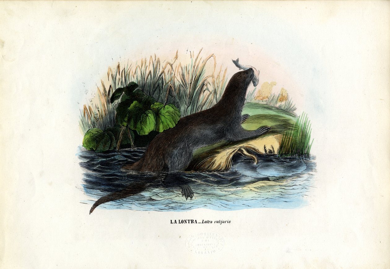 Eurasian River Otter, 1863-79 af Raimundo Petraroja