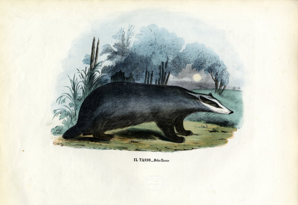 Europæisk Grævling, 1863-79 af Raimundo Petraroja