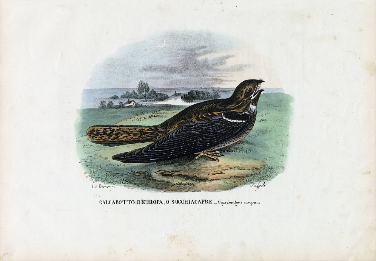 European Nightjar, 1863-79 af Raimundo Petraroja