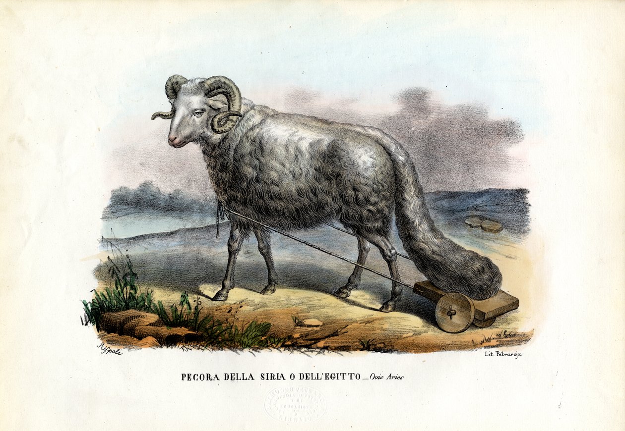 Fedthalet får, 1863-79 af Raimundo Petraroja