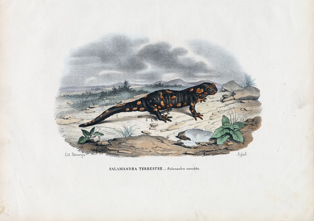 Brandsalamander, 1863-79 af Raimundo Petraroja