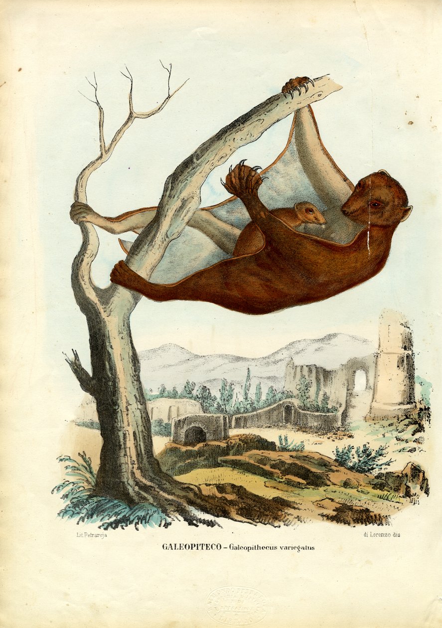 Flying Lemur, 1863-79 af Raimundo Petraroja