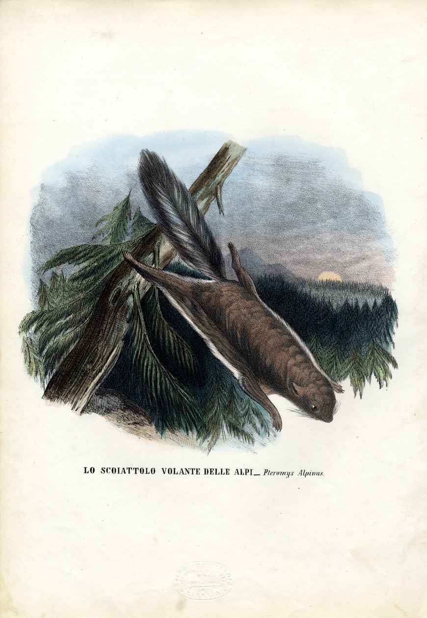Flyvende egern, 1863-79 af Raimundo Petraroja