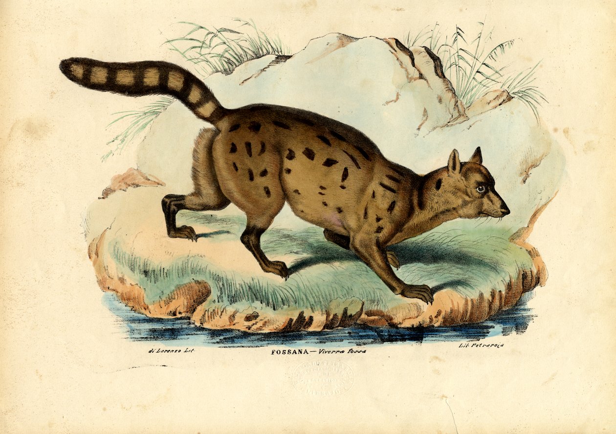 Fossa, 1863-79 af Raimundo Petraroja