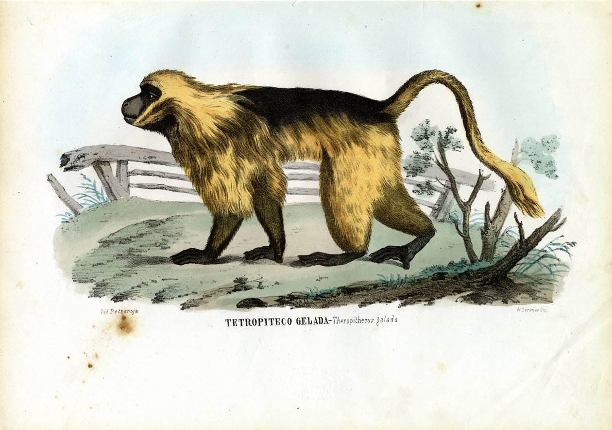 Gelada Baboon, 1863-79 af Raimundo Petraroja