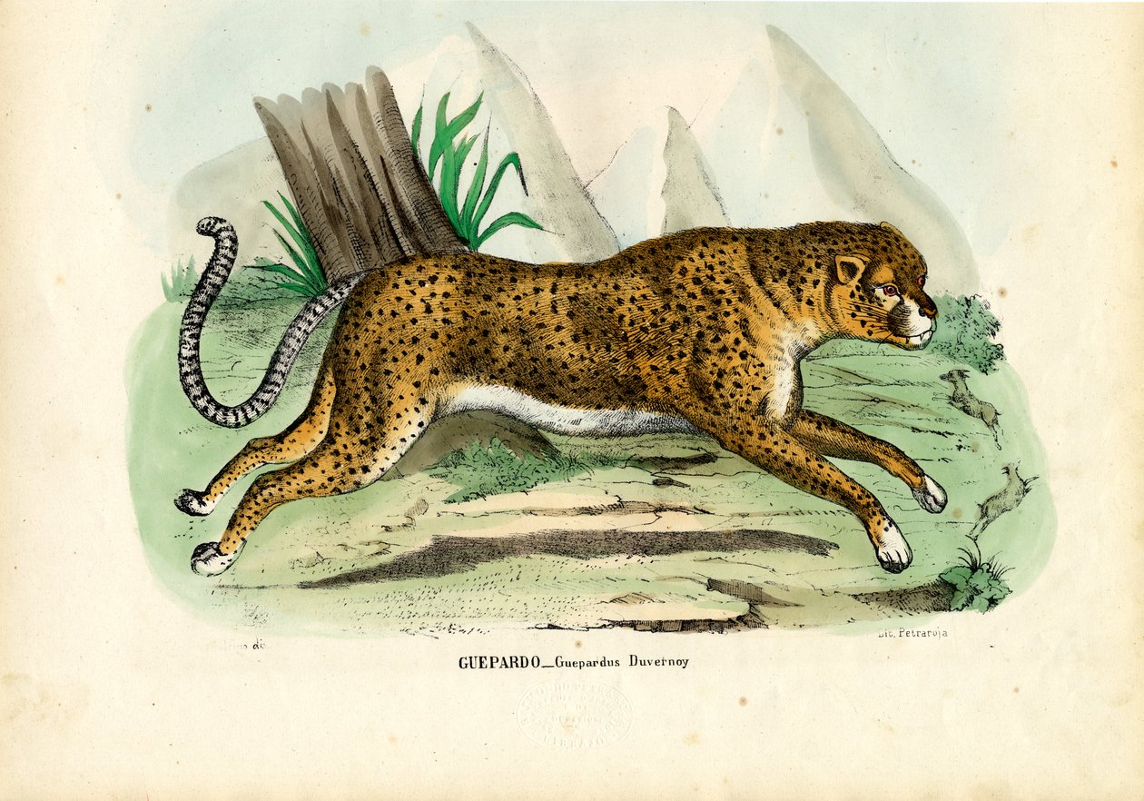 Gepard, 1863-79 af Raimundo Petraroja