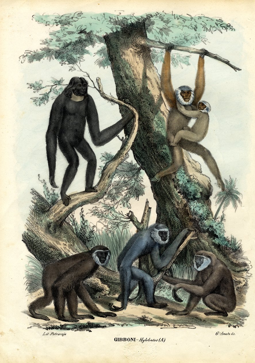 Gibbons, 1863-79 af Raimundo Petraroja