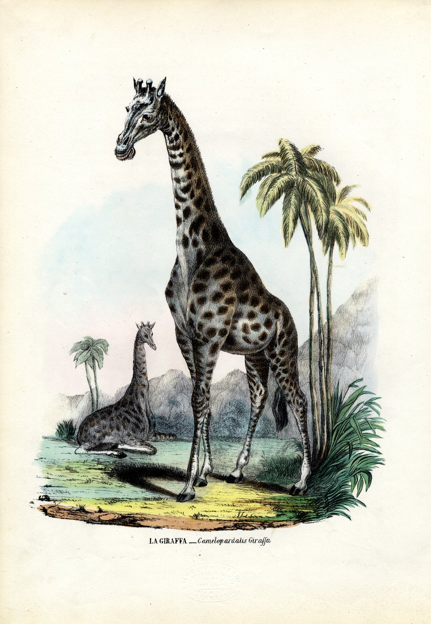 Giraf, 1863-79 af Raimundo Petraroja