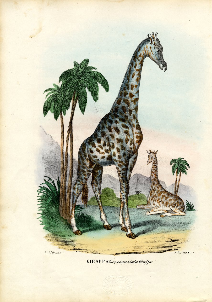 Giraf, 1863-79 af Raimundo Petraroja