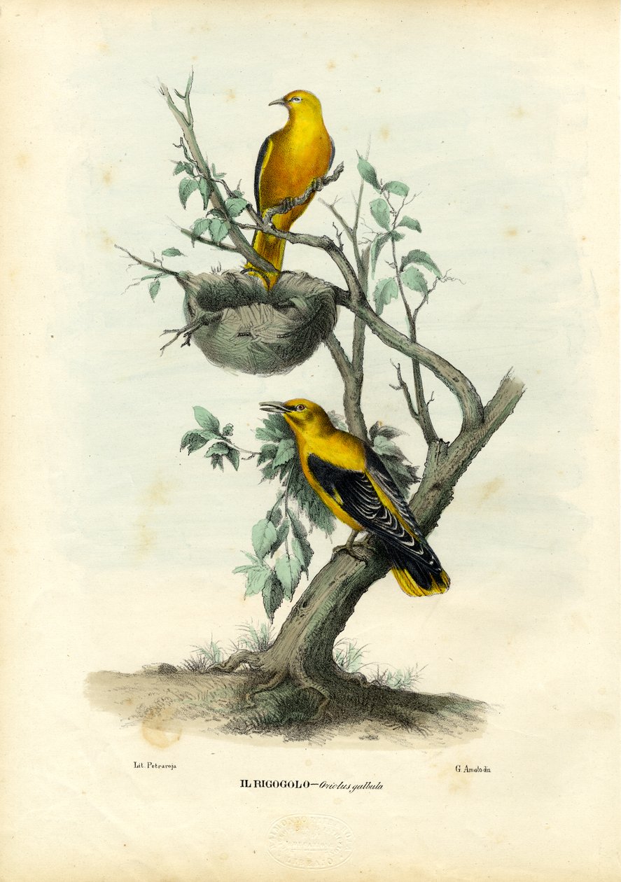 Golden Oriole, 1863-79 af Raimundo Petraroja