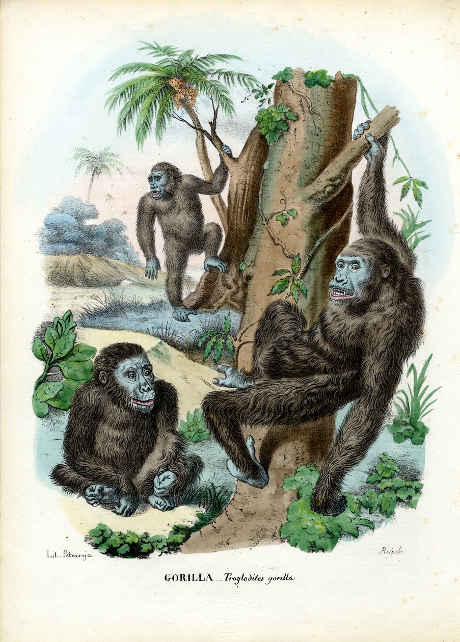 Gorilla, 1863-79 af Raimundo Petraroja