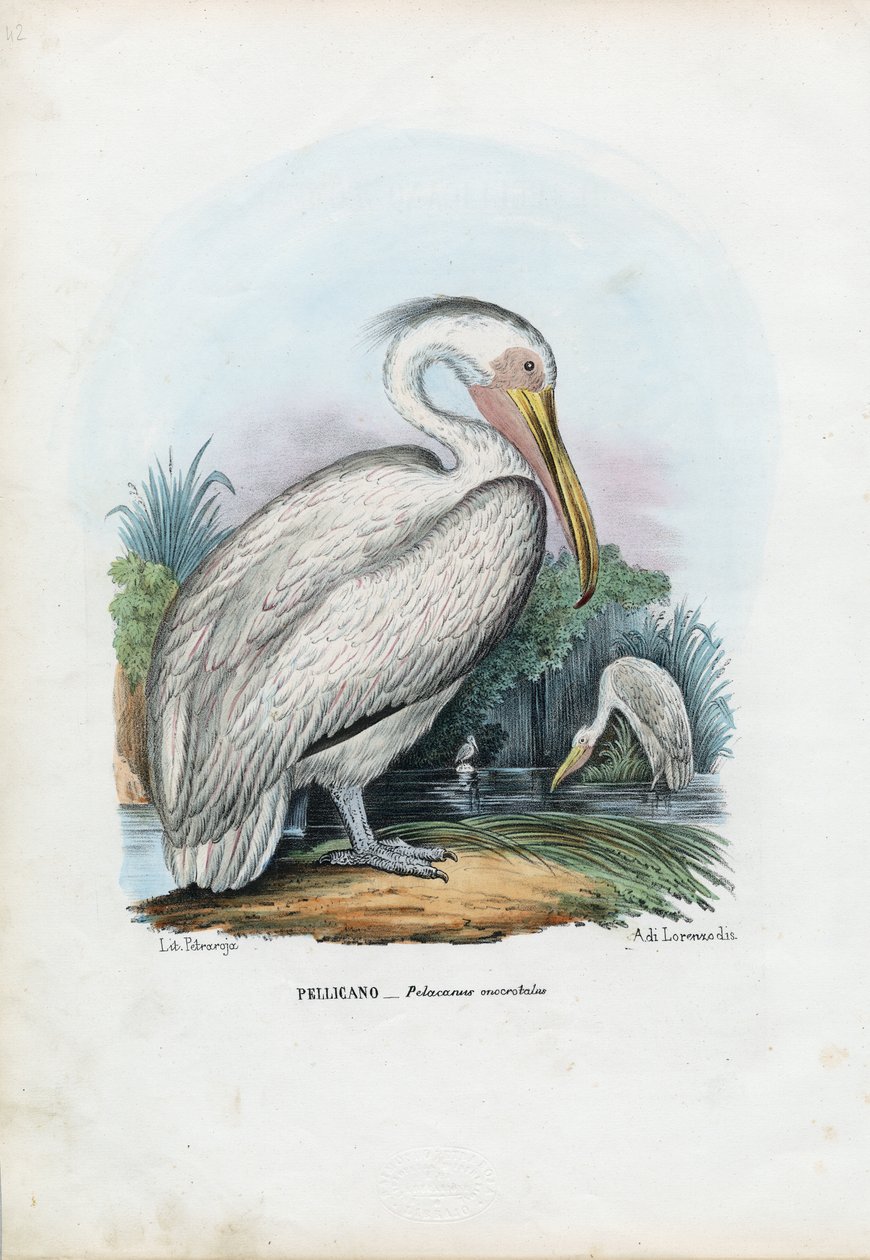 Store hvide pelikan, 1863-79 af Raimundo Petraroja
