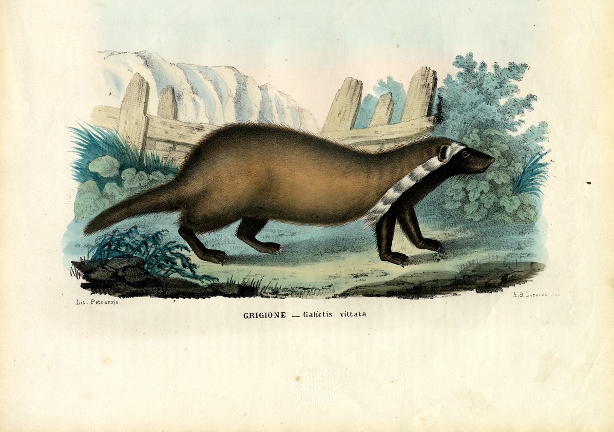 Greater Grison, 1863-79 af Raimundo Petraroja