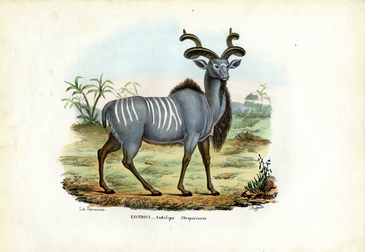 Større Kudu, 1863-79 af Raimundo Petraroja