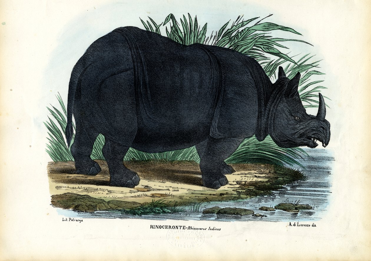 Greater One-Horned Rhinoceros, 1863-79 af Raimundo Petraroja