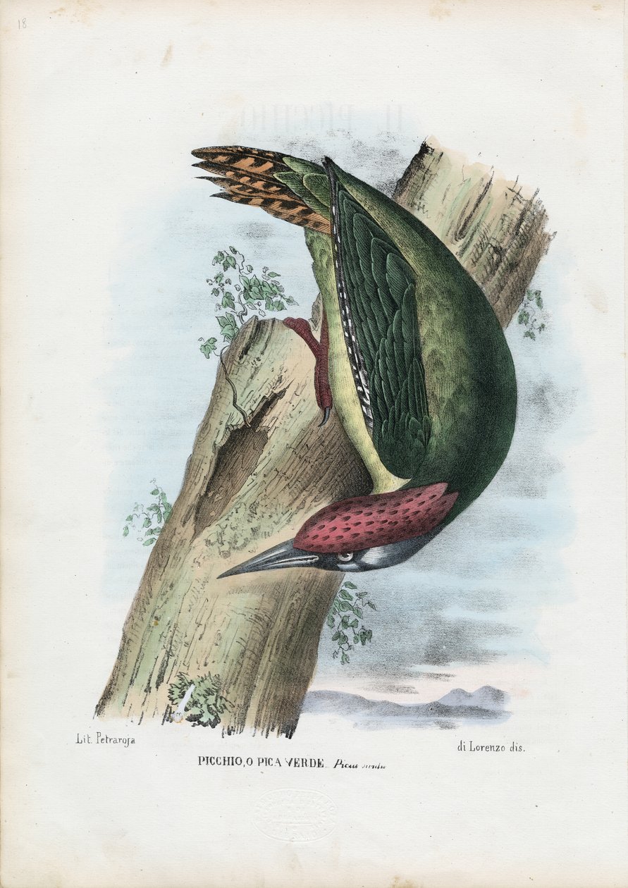 Grøn Spætte, 1863-79 af Raimundo Petraroja