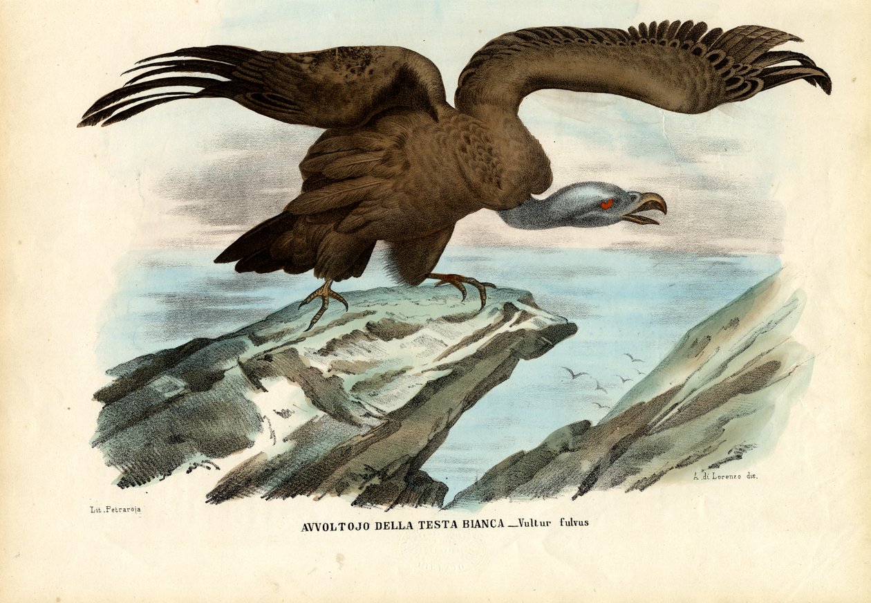 Griffon Vulture, 1863-79 af Raimundo Petraroja