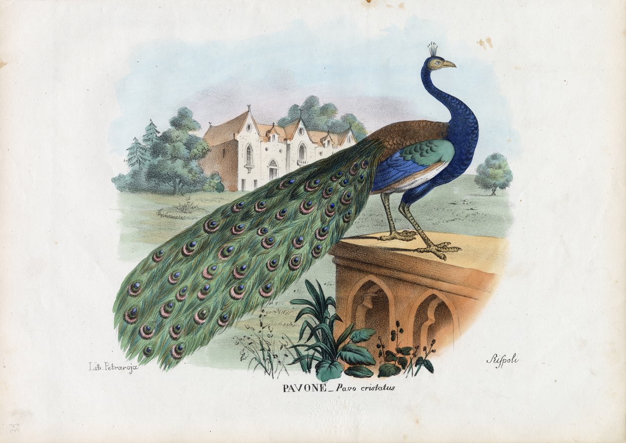 Indisk påfugl, 1863-79 af Raimundo Petraroja