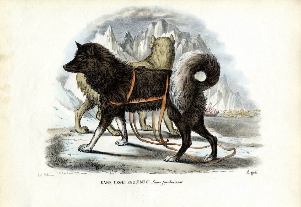Inuit slædehund, 1863-79 af Raimundo Petraroja
