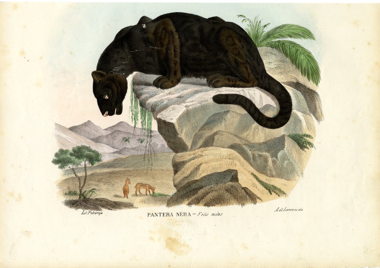Ung Leopard, 1863-79 af Raimundo Petraroja