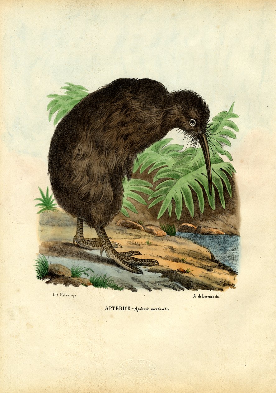 Kiwi, 1863-79 af Raimundo Petraroja
