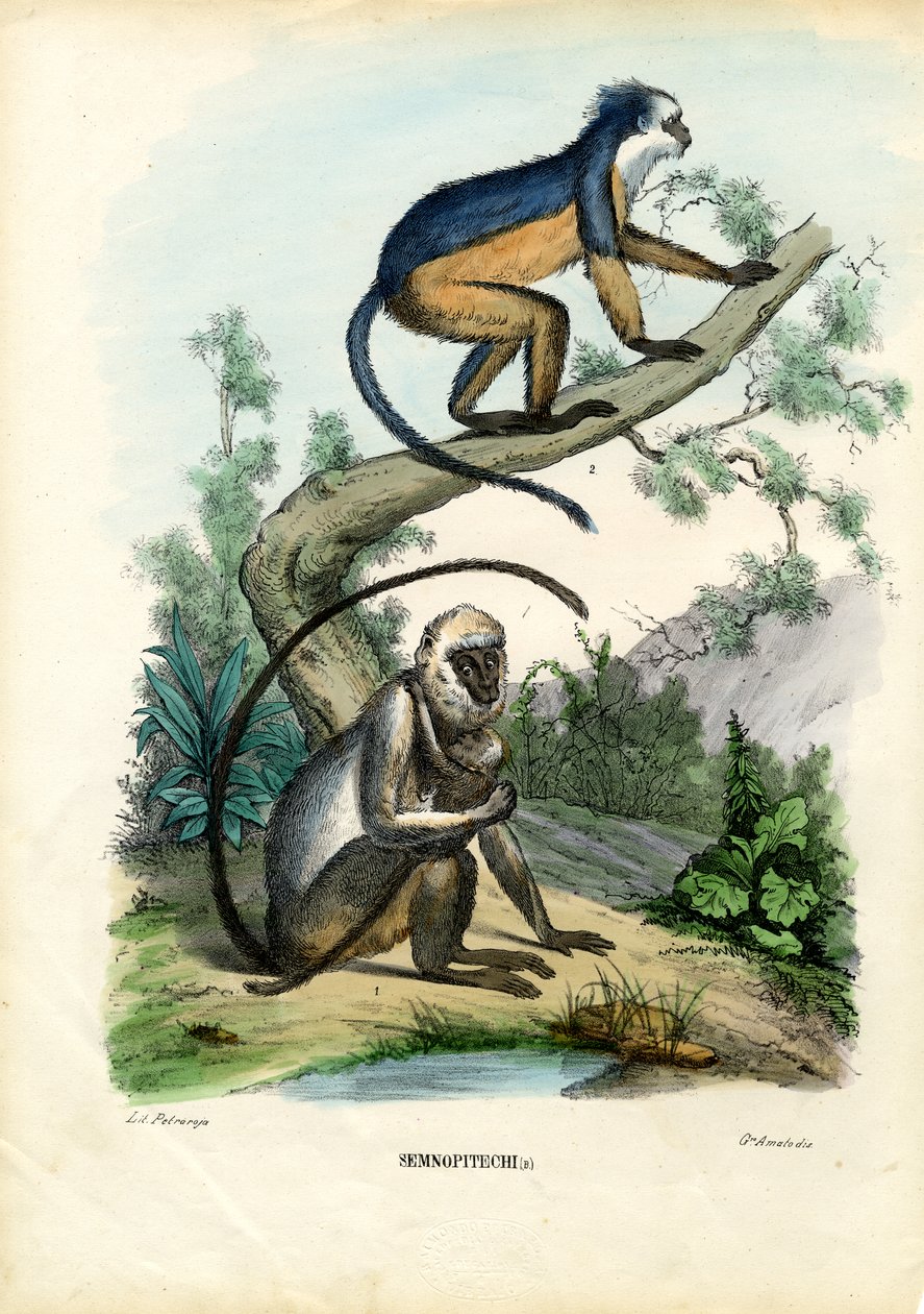 Langurs, 1863-79 af Raimundo Petraroja