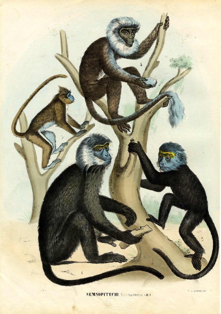 Langurs, 1863-79 af Raimundo Petraroja