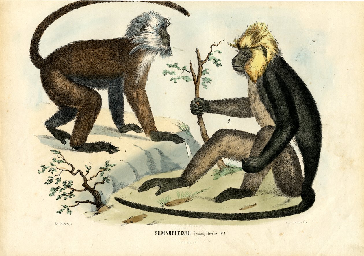 Langurs, 1863-79 af Raimundo Petraroja