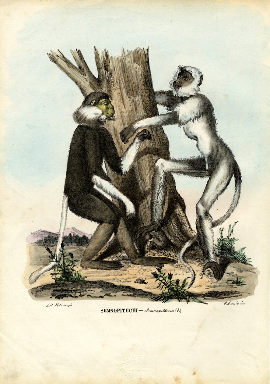 Langurs, 1863-79 af Raimundo Petraroja