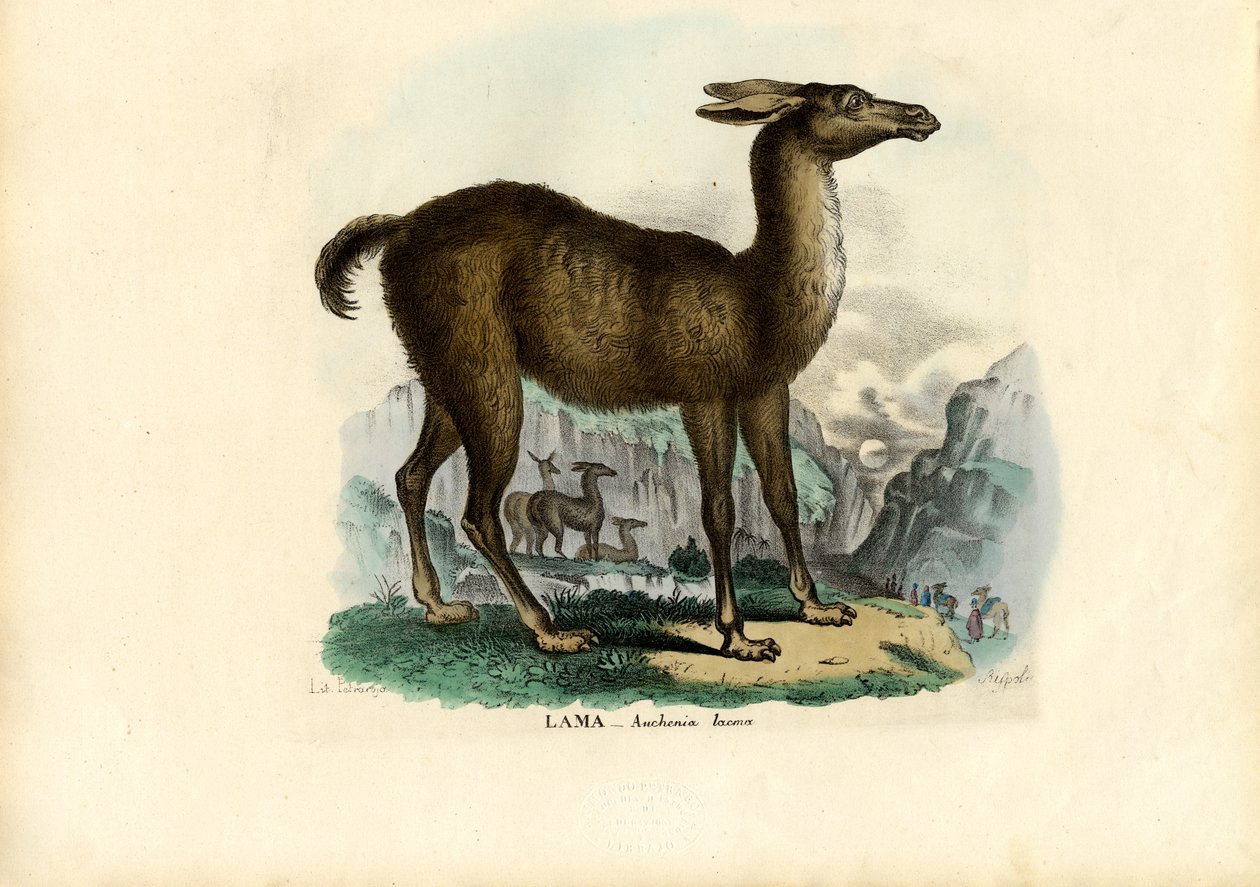 Llama, 1863-79 af Raimundo Petraroja