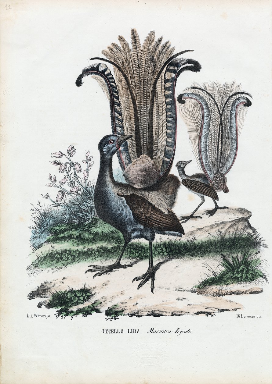 Lyrefugl, 1863-79 af Raimundo Petraroja