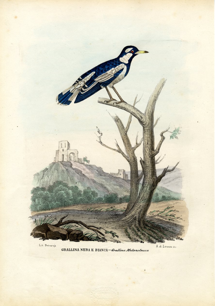 Magpie-Lark, 1863-79 af Raimundo Petraroja