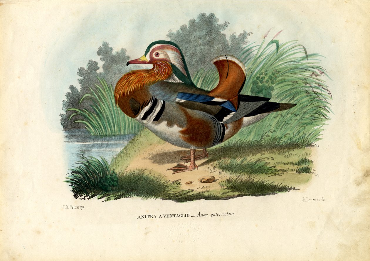 Mandarinand, 1863-79 af Raimundo Petraroja