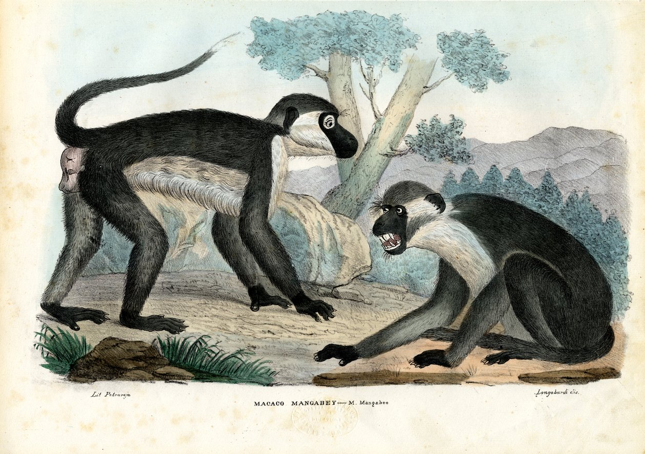 Mangabey, 1863-79 af Raimundo Petraroja