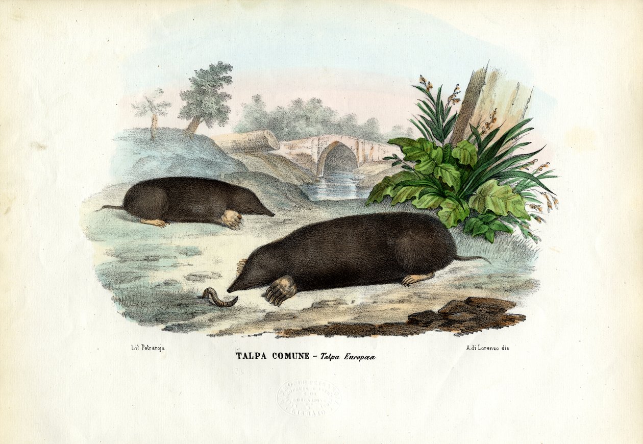 Mole, 1863-79 af Raimundo Petraroja
