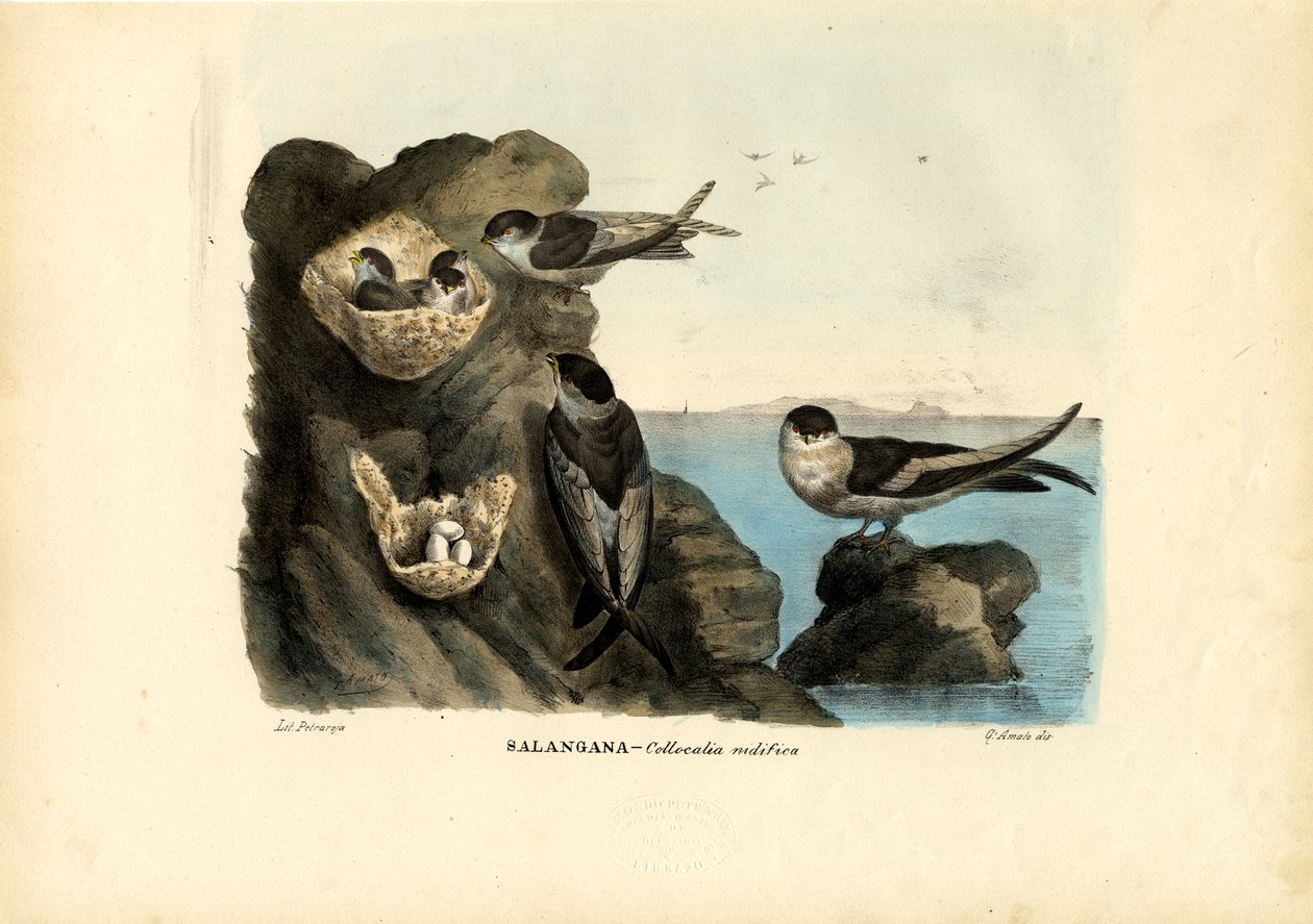 Mossy-Nest Swiftlet, 1863-79 af Raimundo Petraroja