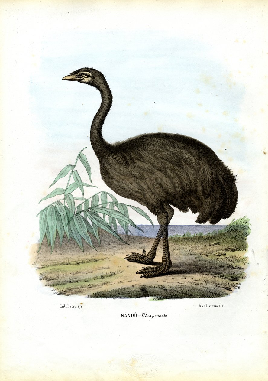 Nandu, 1863-79 af Raimundo Petraroja