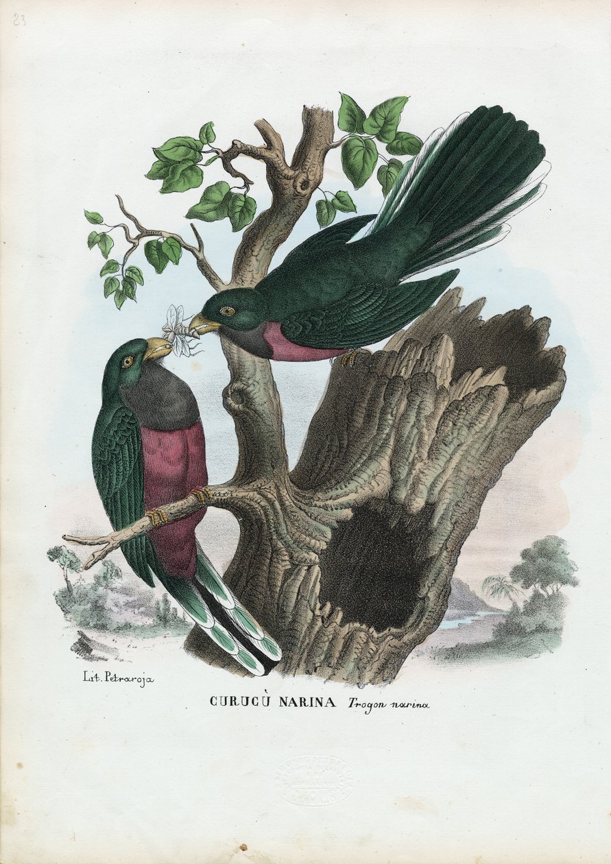 Narina Trogon, 1863-79 af Raimundo Petraroja